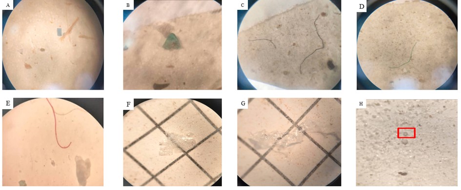 Figure 6. Examples of microplastics colors and shapes under microscope with magnification 40x collected from sediments and surface water in Macta marshes (A: blue fragment; B: Green Fragment; C: Black fiber; D: Green fiber; E: Red fiber; F/G: Transparent films; H: Transparent pellet).