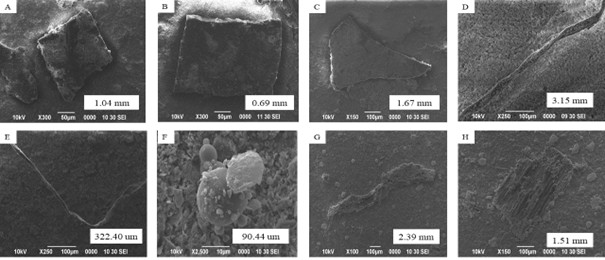 Figure 7. SEM analyses of examined MPs size in the sediments and surface waters of Macta marshes: (A, B, C): Fragments, (D, E): Fibers, (F): Pellet, (G, H): Films.
