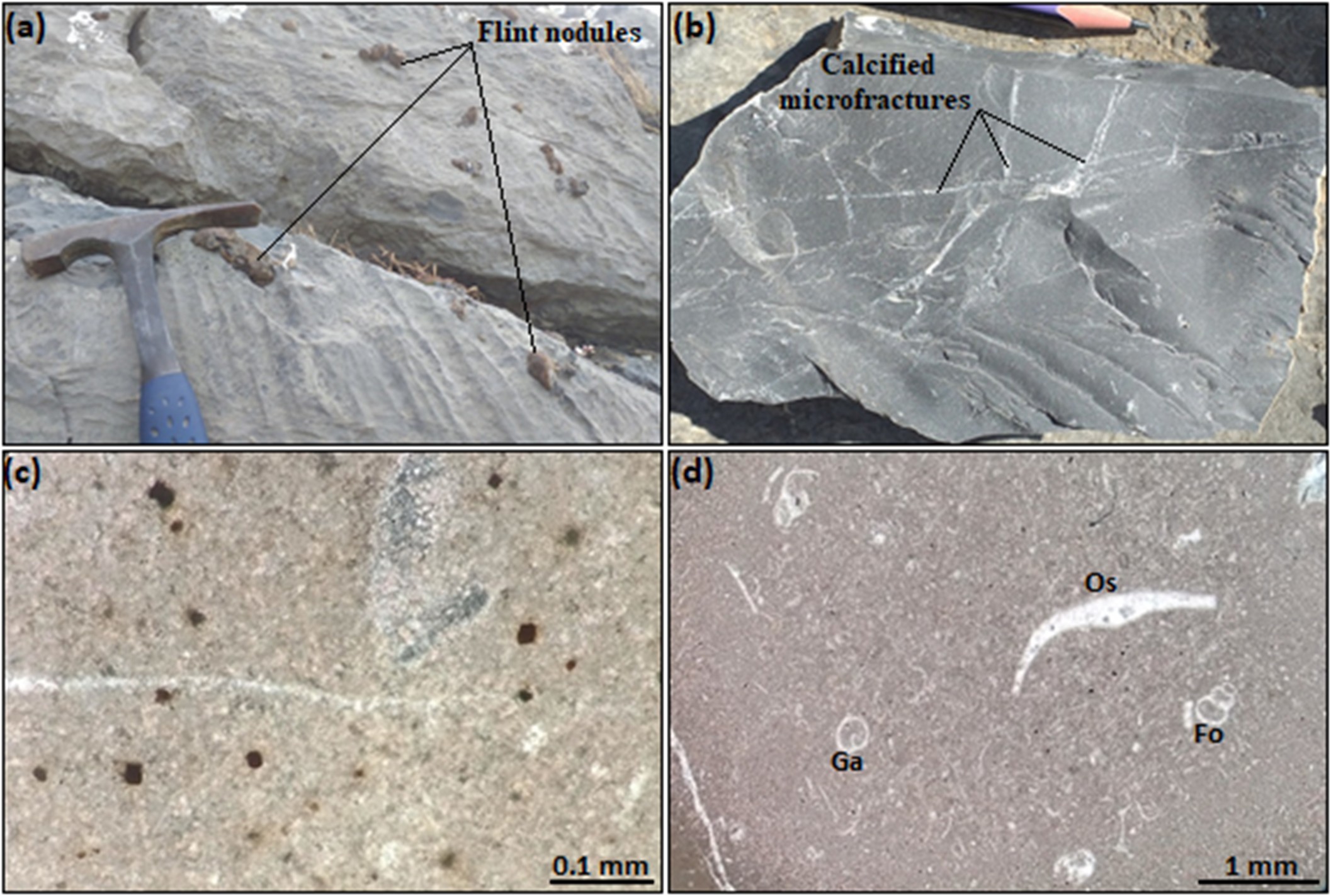 Figure 3. Macroscopic and microscopic features of the Lias limestone host rock of the Kef Boulehmame iron mineralization: (a) Limestone with black flint nodules; (b) Highly fractured micritic limestone with calcitic filling (calcified microfractures); (c) Mudstone with idiomorphic crystals of pyrite and iron oxides (black grains); (d) Wackestone containing ostracods (Os), foraminifera (Fo), and gastropods (Ga).